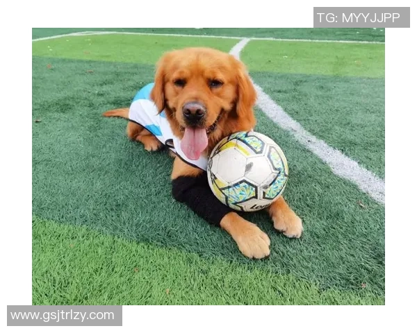 足球明星家庭中的宠物们：他们的生活与快乐瞬间揭秘